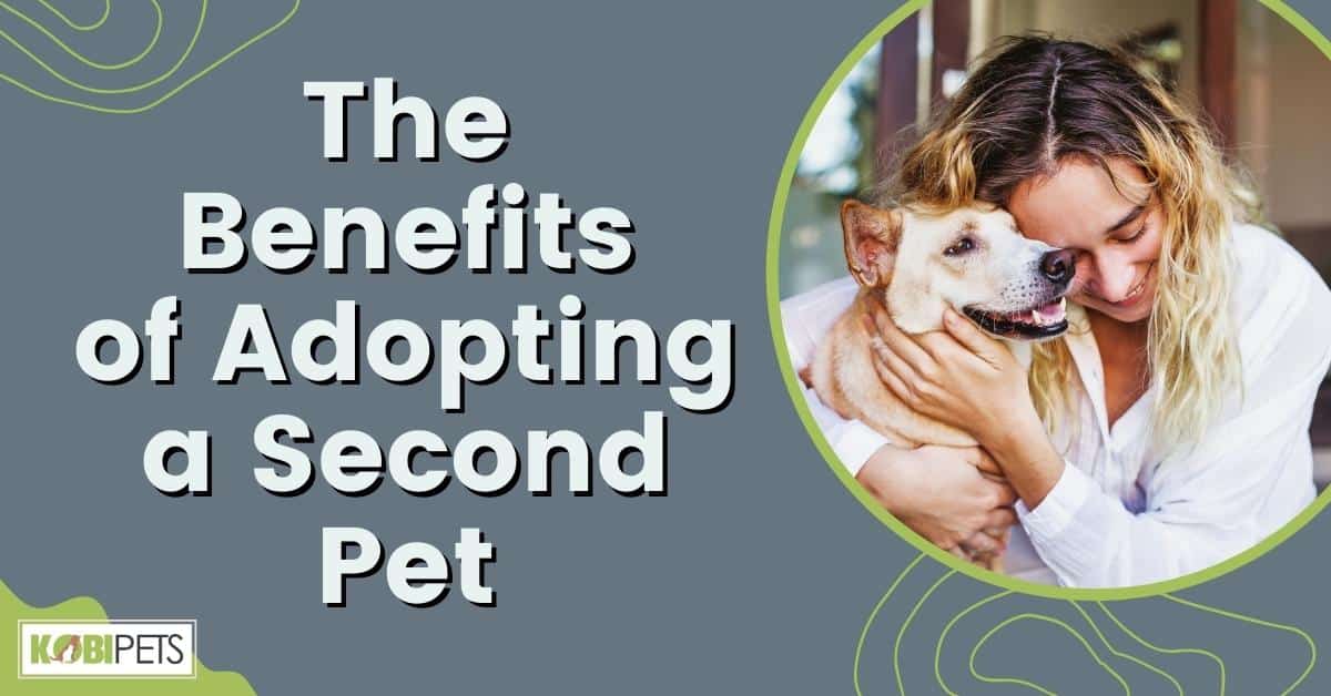 9 Benefits of Adopting a Second Pet