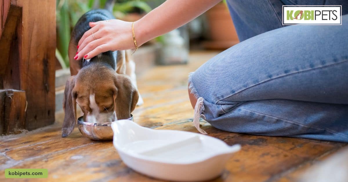 The Benefits of Feeding a Balanced Diet