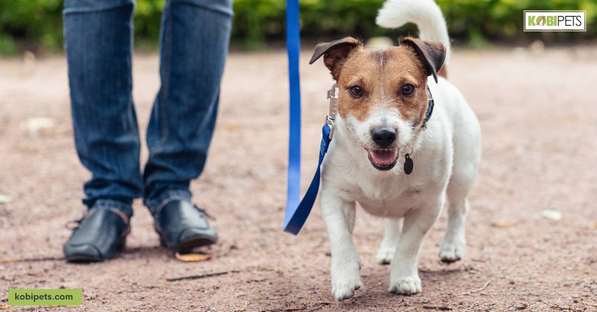 The Benefits of Regular Exercise for Dogs