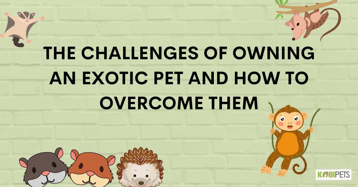 The Challenges of Owning an Exotic Pet and How to Overcome Them