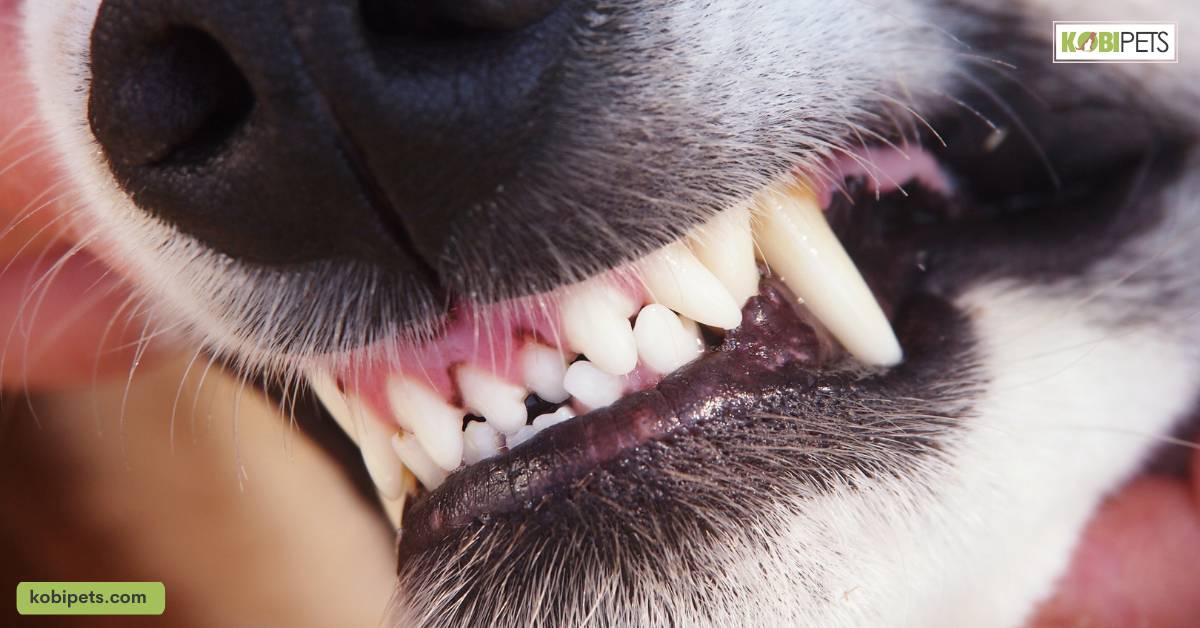 The Connection Between Pet Dental Health and Overall Health