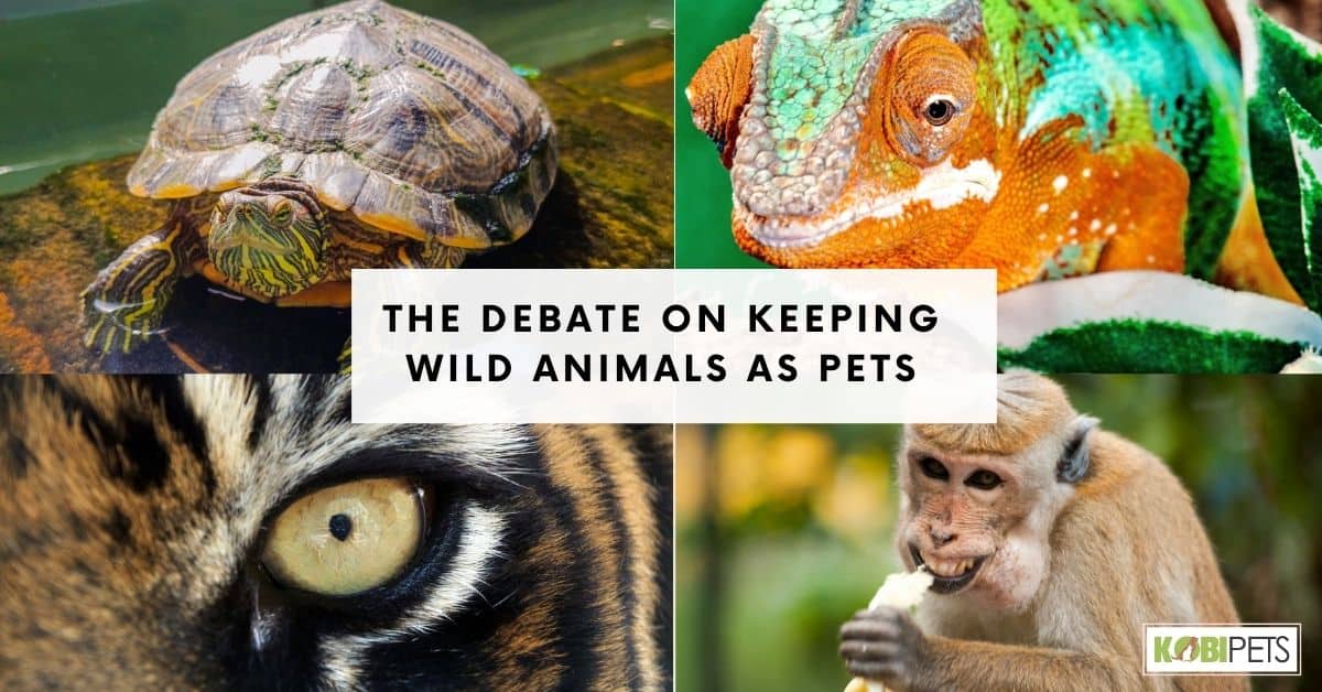 The Debate on Keeping Wild Animals as Pets