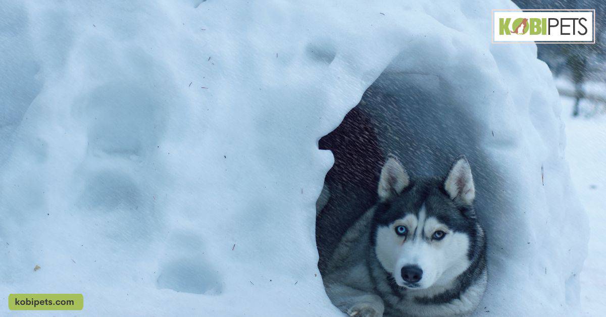 The Igloo-Shaped Dog House