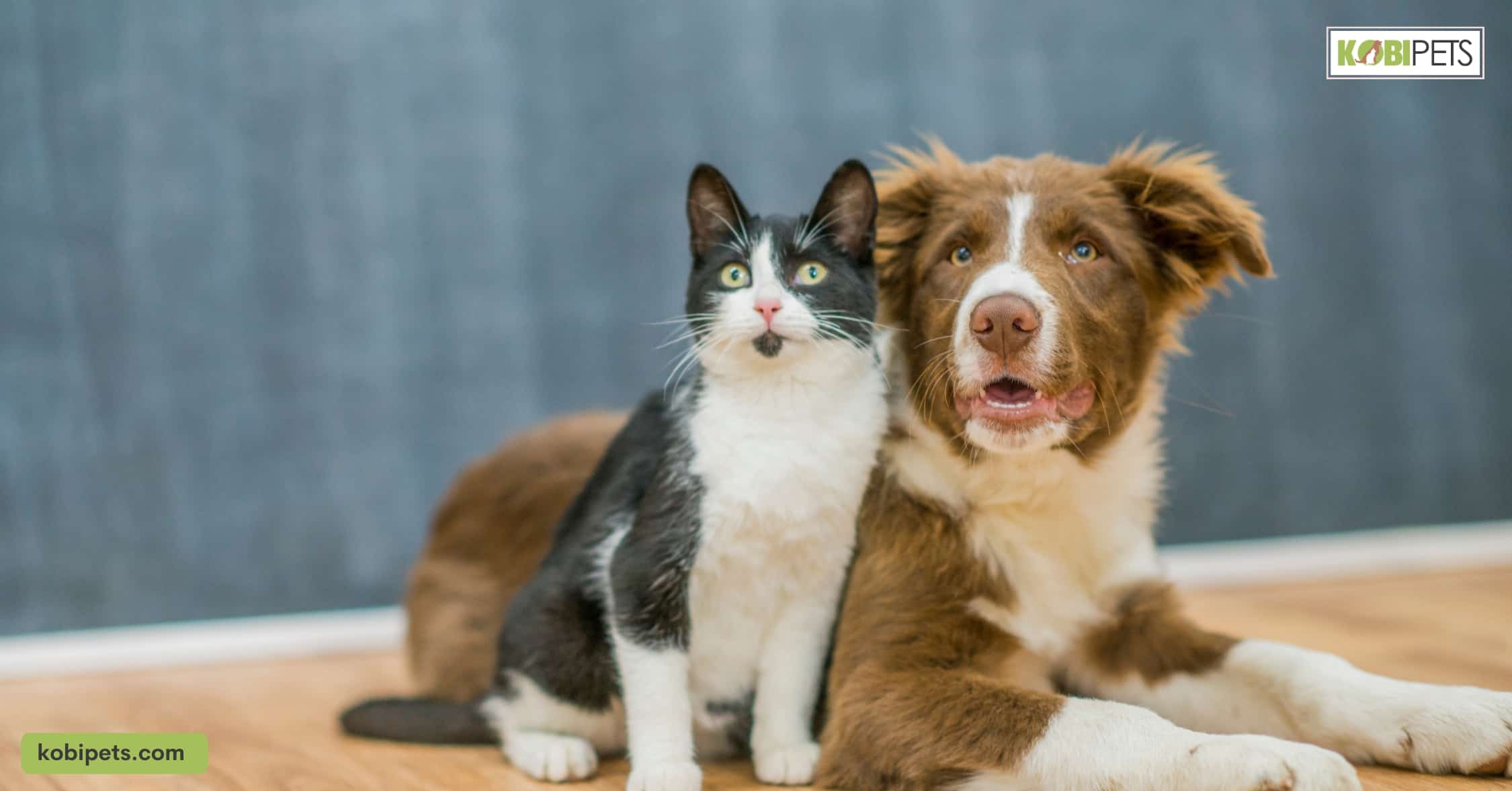 The Learning Abilities of Dogs and Cats Compared