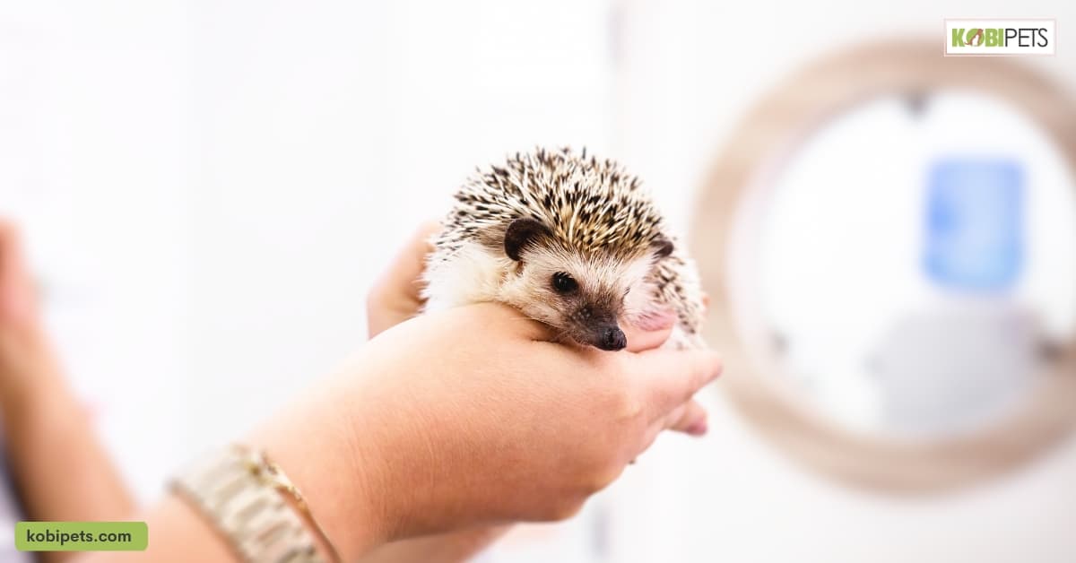The Life Exotic Pets