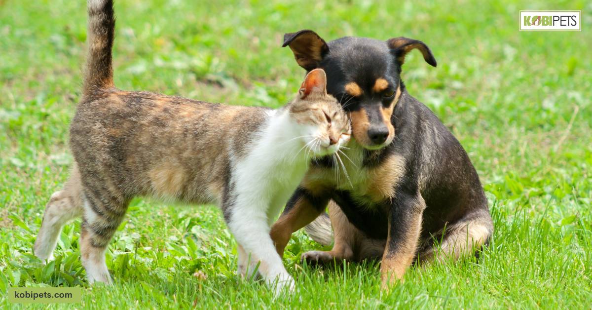 The Role of Breeds and Genetics in Intelligence