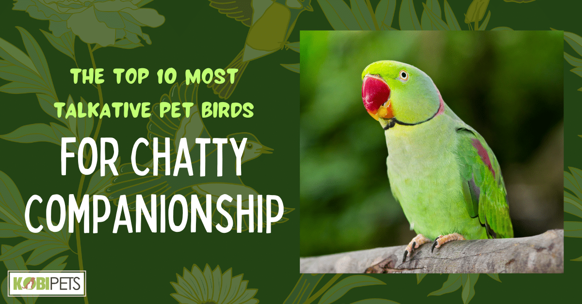 The Top 10 Most Talkative Pet Birds for Chatty Companionship