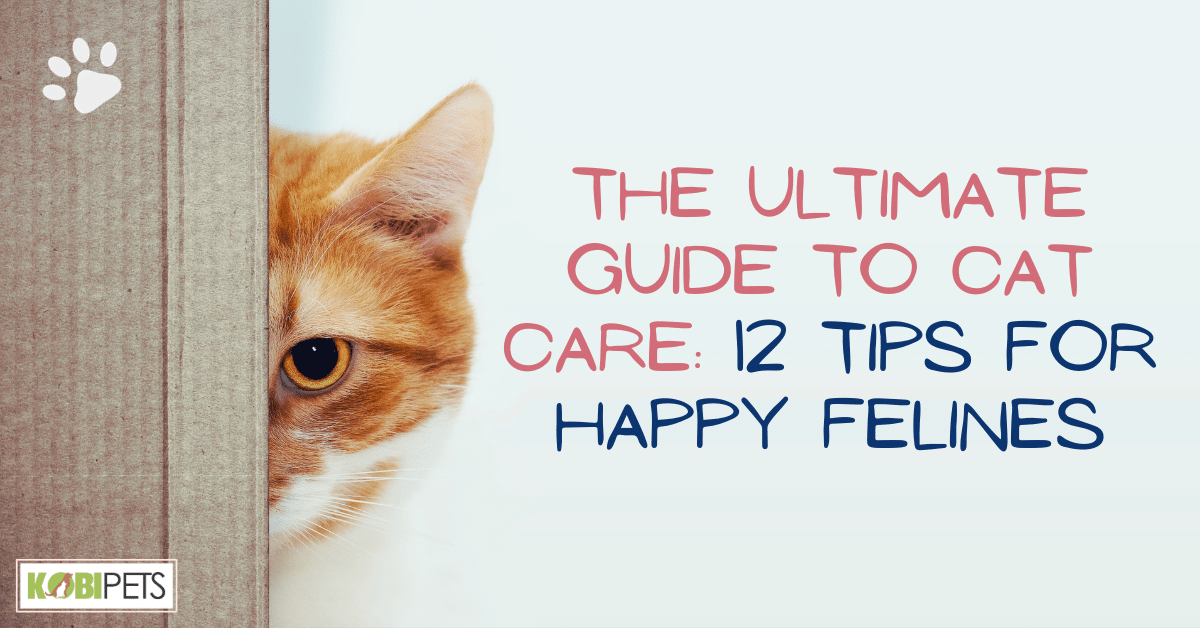The Ultimate Guide to Cat Care: 12 Tips for Happy Felines