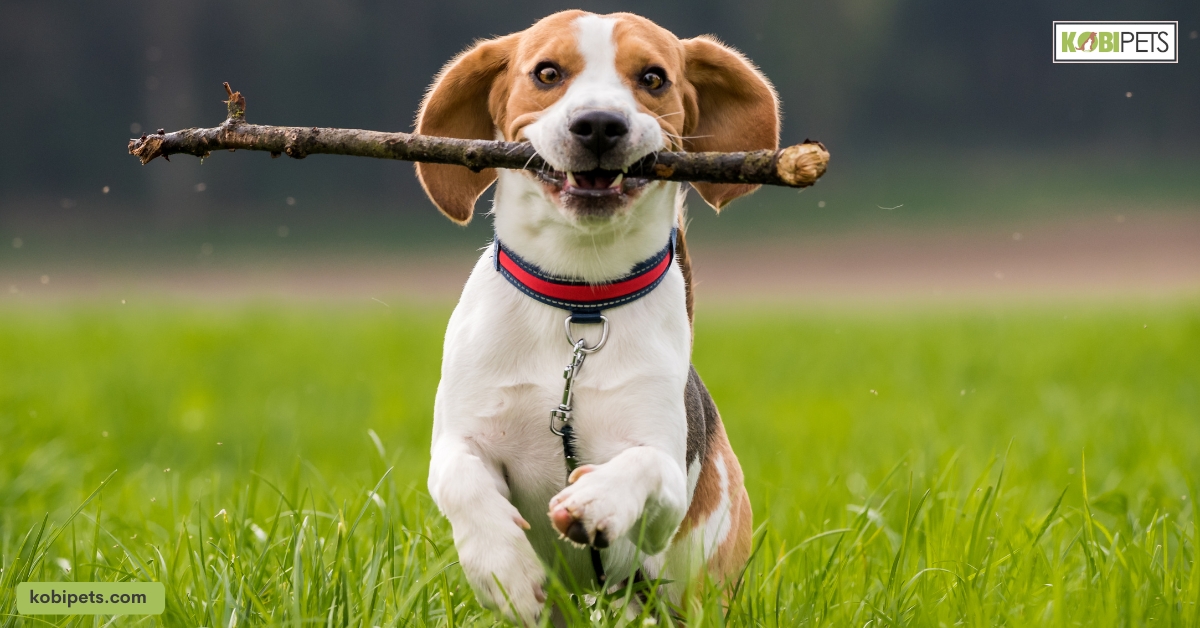 10 Beagle Pros And Cons: Is A Beagle The Right Dog For You