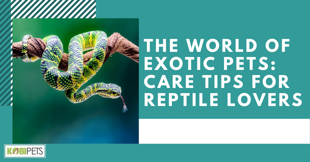 The World of Exotic Pets: Care Tips for Reptile Lovers