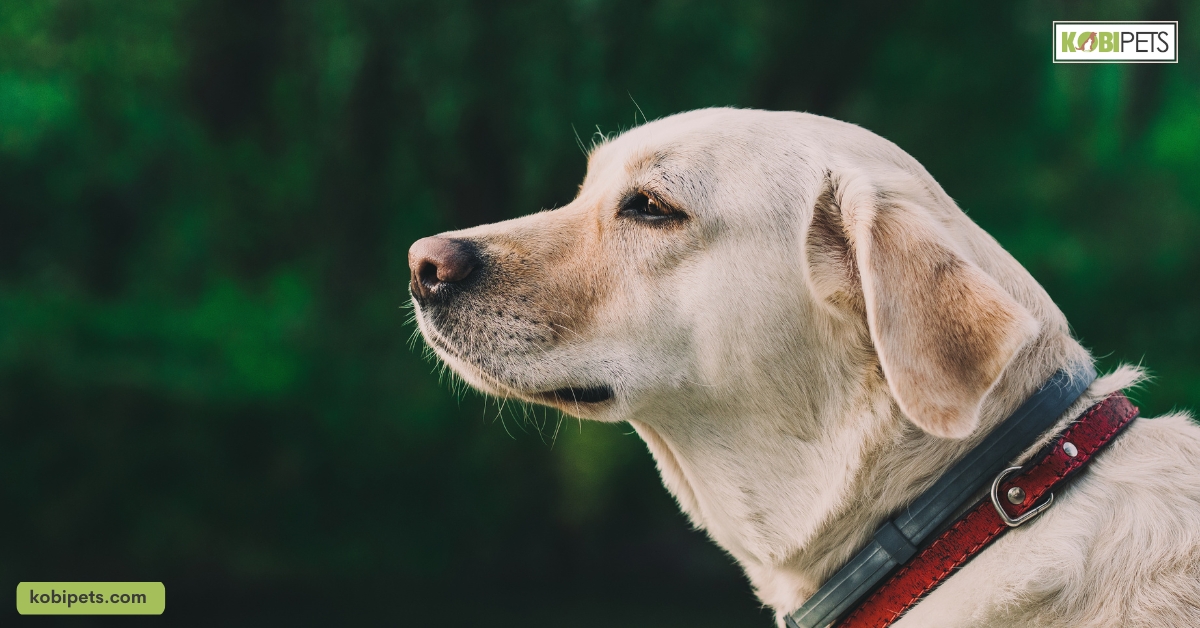 14 Reasons Labrador Retrievers Make Great Family Pets