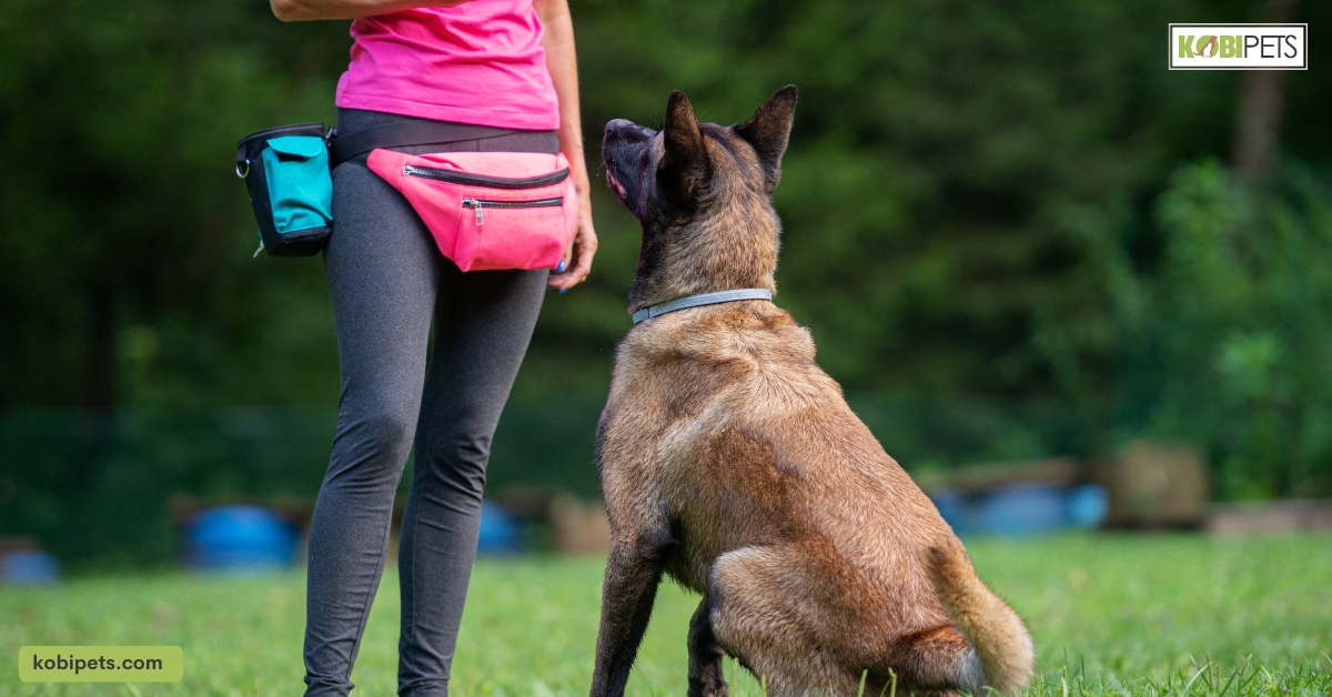 14 Pros and Cons of Owning a Belgian Malinois