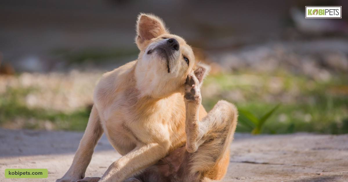 How to Tell if Your Dog Is Sick: 14 Common Symptoms