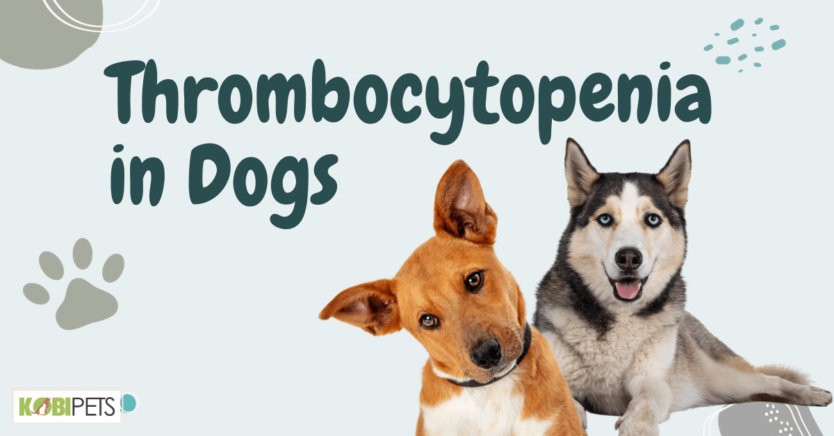 Thrombocytopenia in Dogs