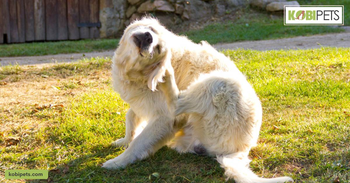 Tick-borne Diseases in Dogs: Signs and Symptoms