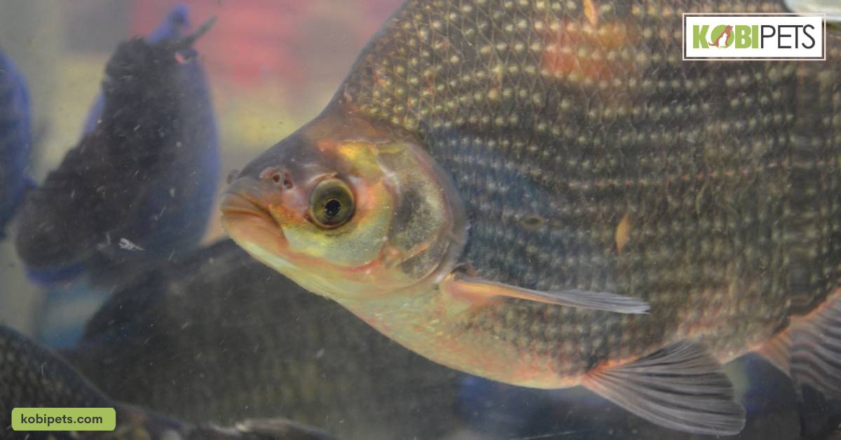 Tilapia