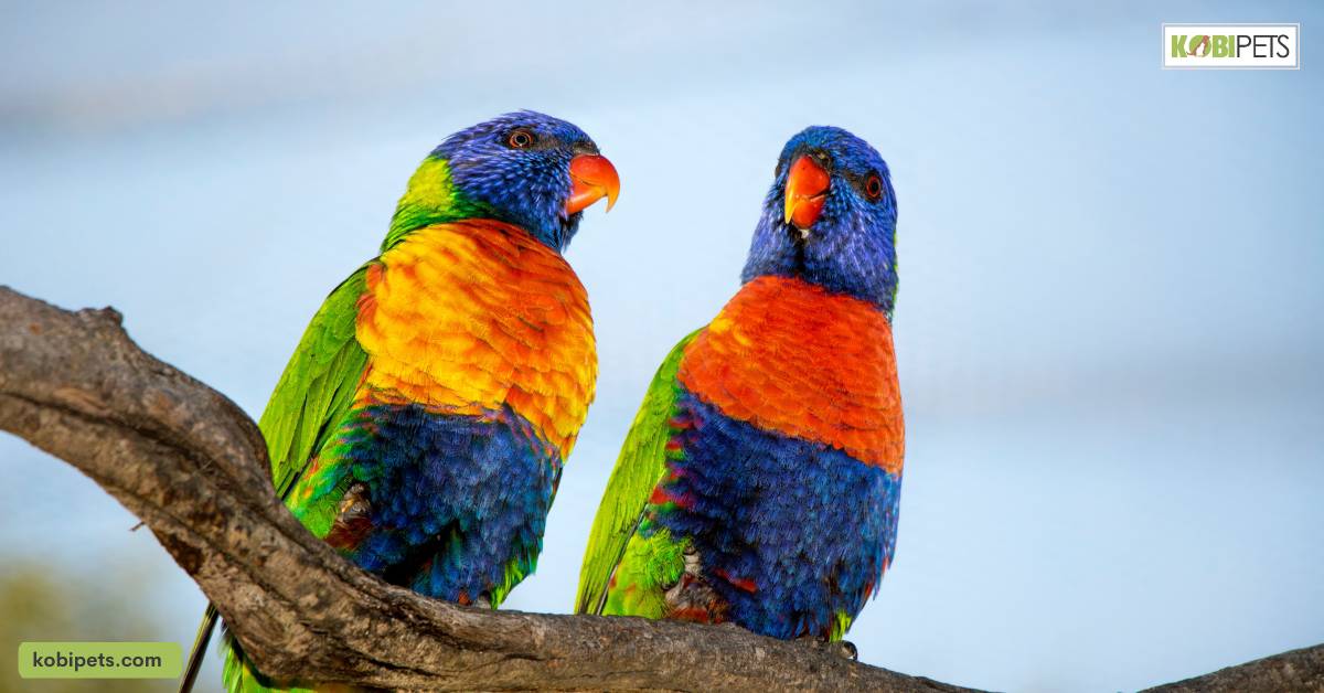 Tip 4: Offer a Variety of Perches