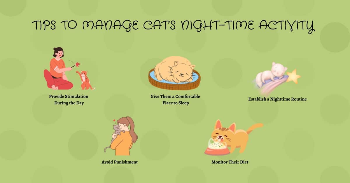 Tips to Manage Cat's Night-Time Activity