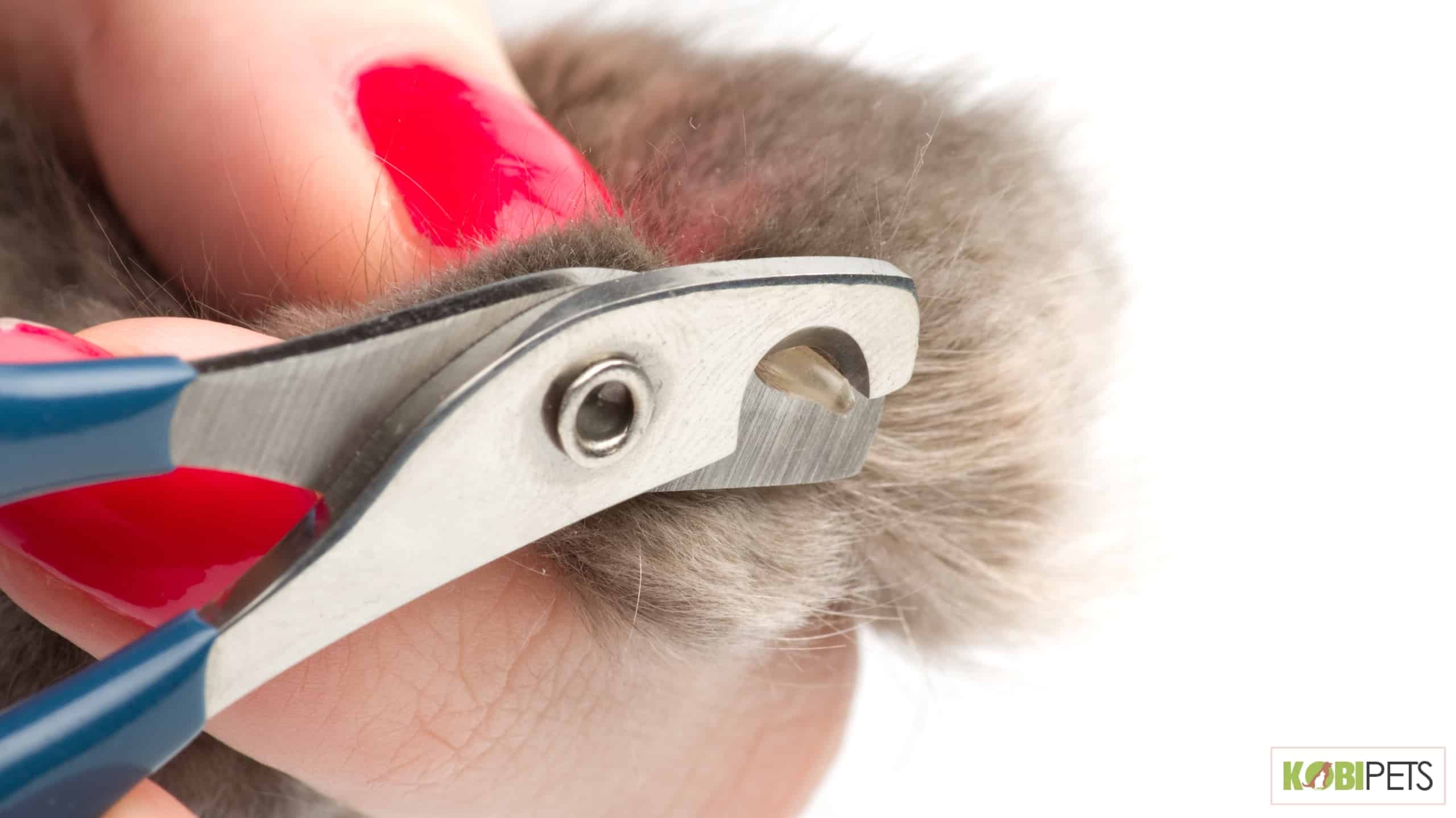 Nail Trimming
