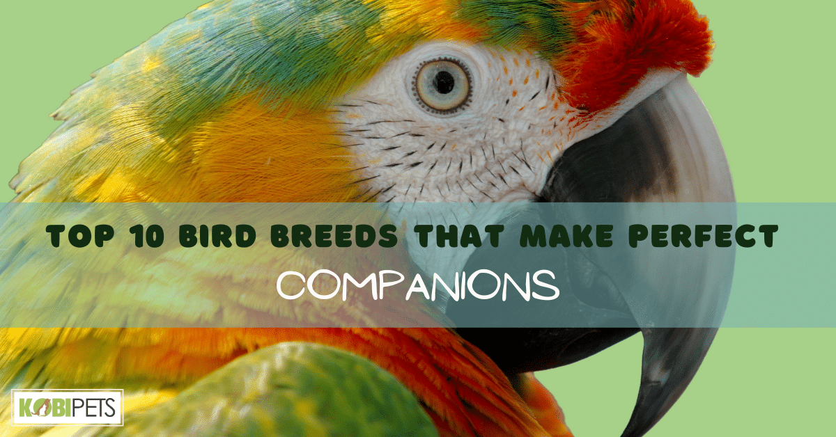 Top 10 Bird Breeds That Make Perfect Companions