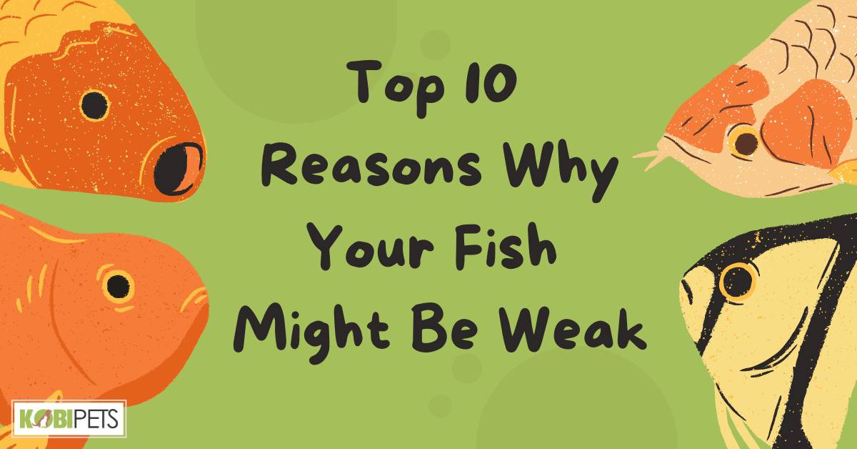 Top 10 Reasons Why Your Fish Might Be Weak