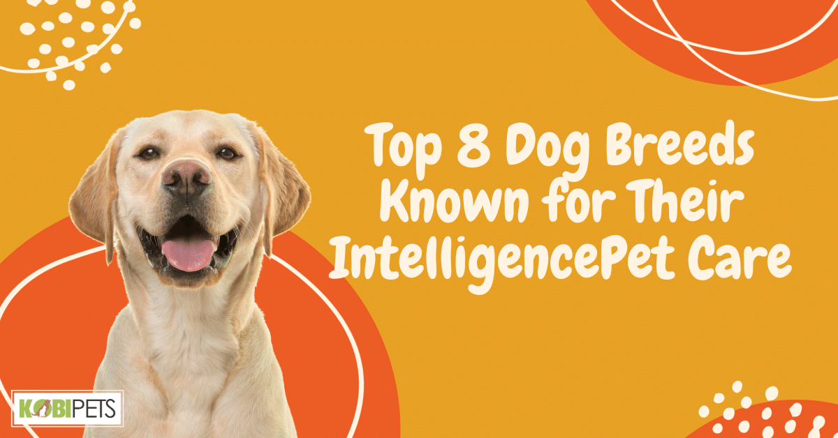 Top 8 Dog Breeds Known for Their Intelligence