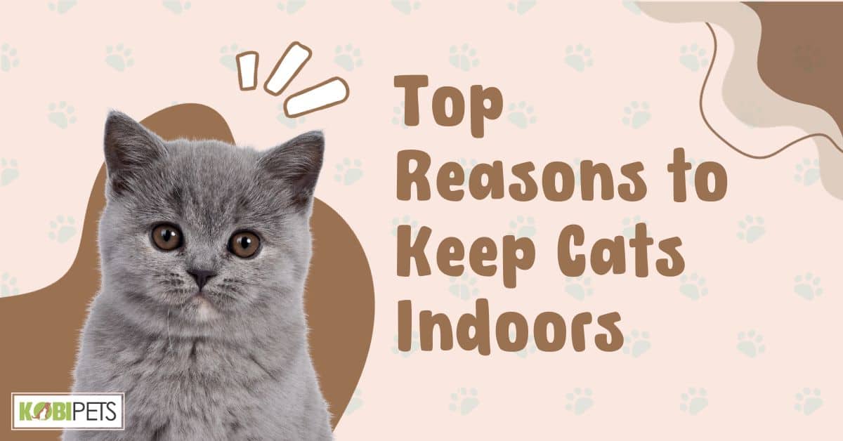Top Reasons to Keep Cats Indoors