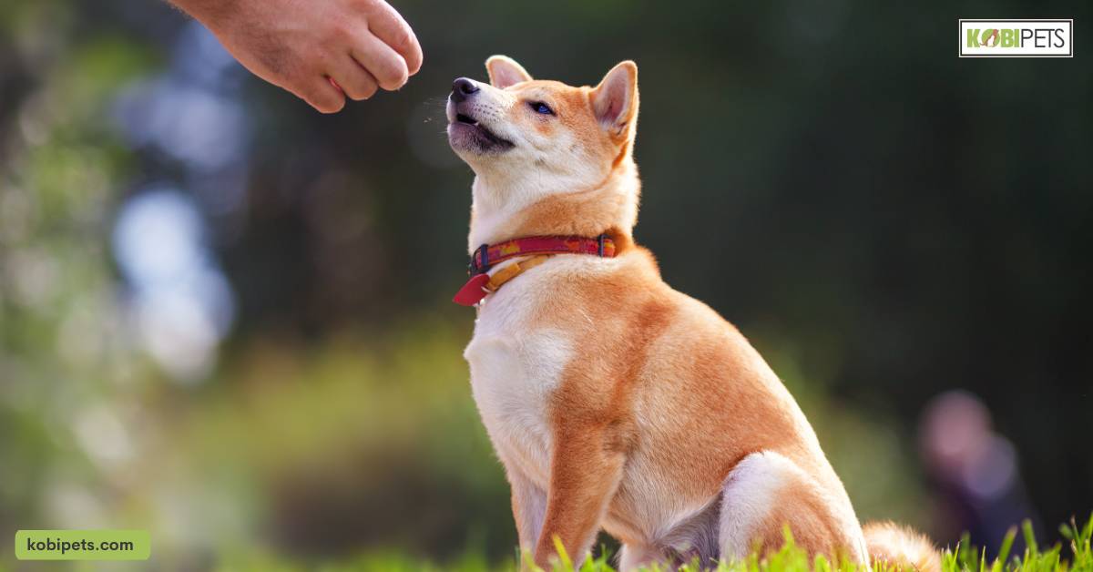 Training and Grooming Expenses