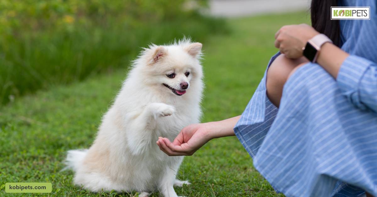 Training and Positive Reinforcement