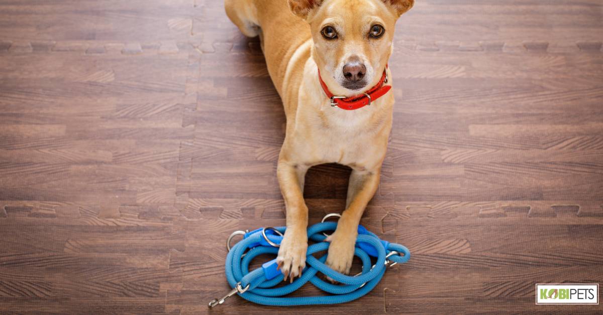 Training leash
