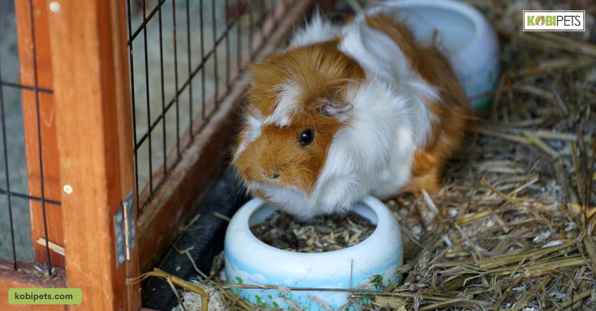 Treats and Supplements