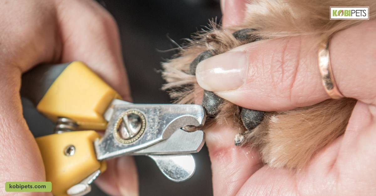 Trim your pet's nails