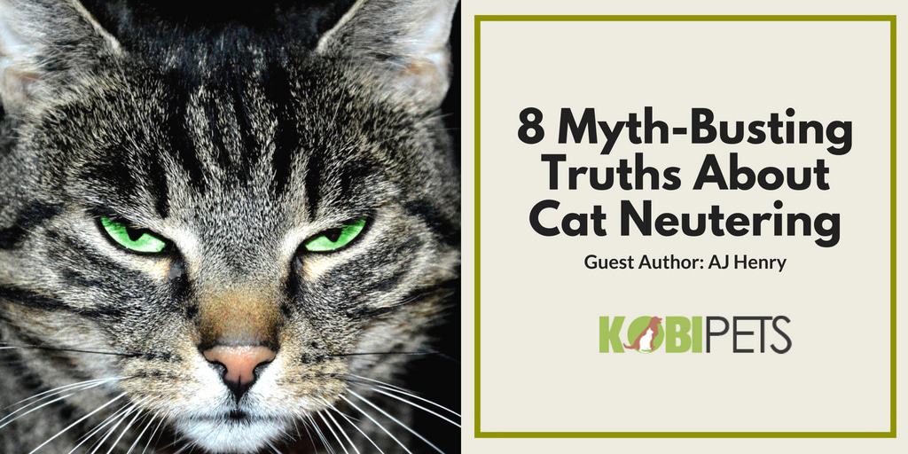 A Must-Know: 8 Myth-Busting Truths About Cat Neutering