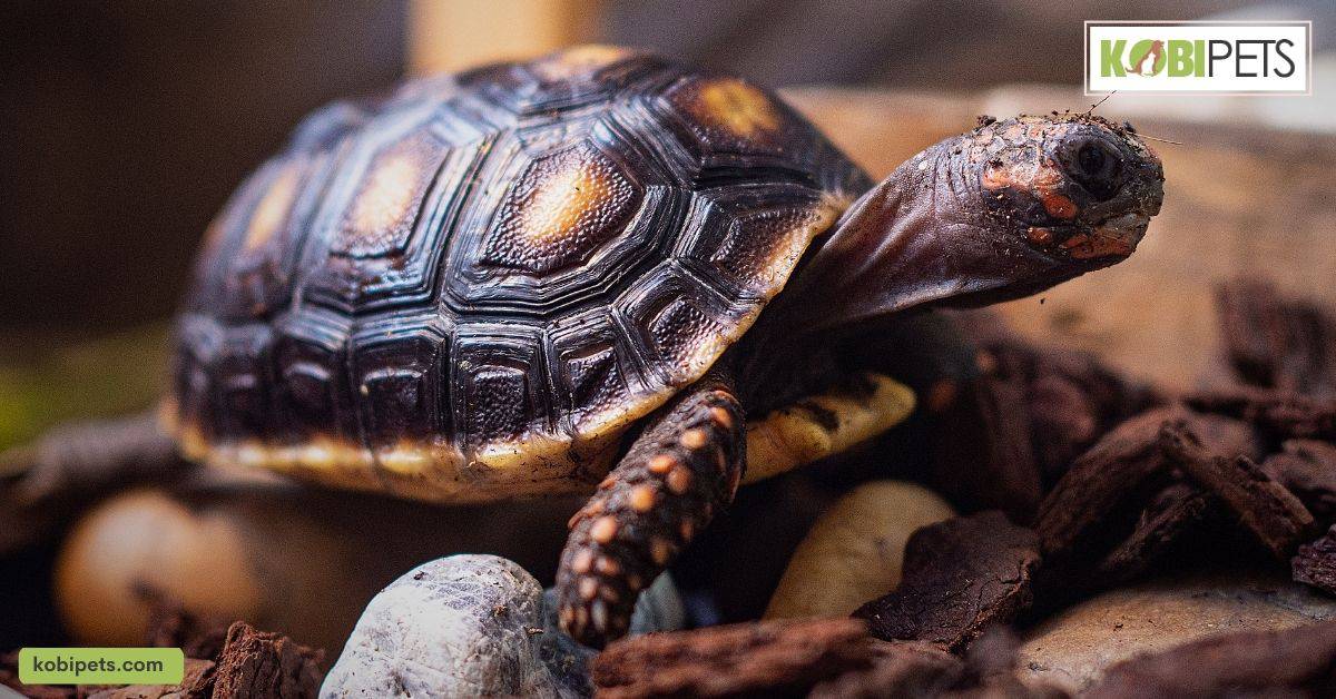 Types of Wild Animals That Can Be Kept as Pets