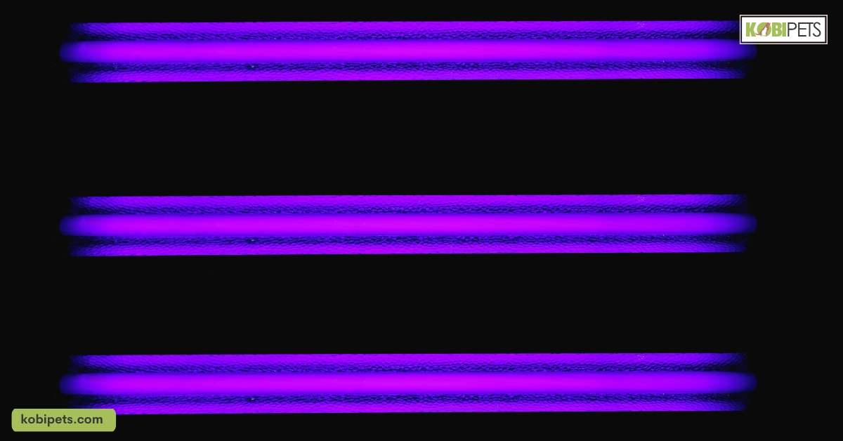 Can Cats See Color?
