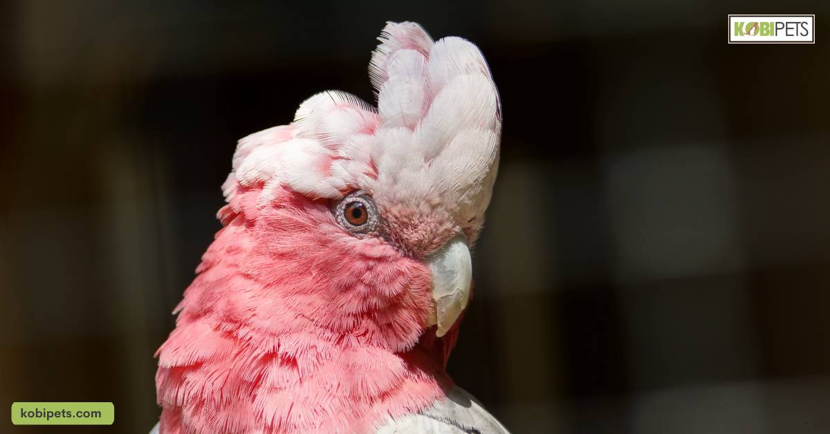 Galah