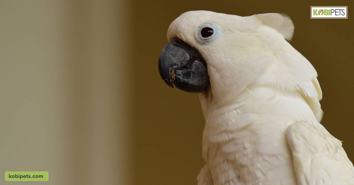 Umbrella Cockatoo