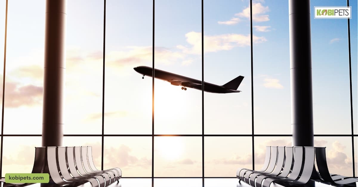 Understanding Airline Policies for Pets