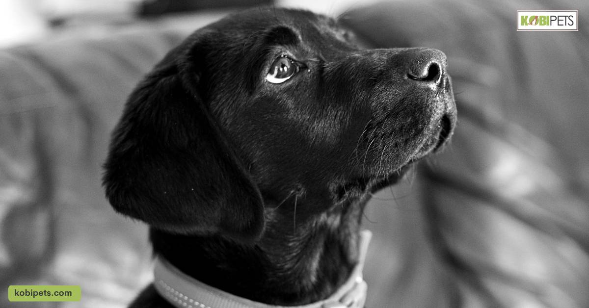 Understanding Separation Anxiety in Pets