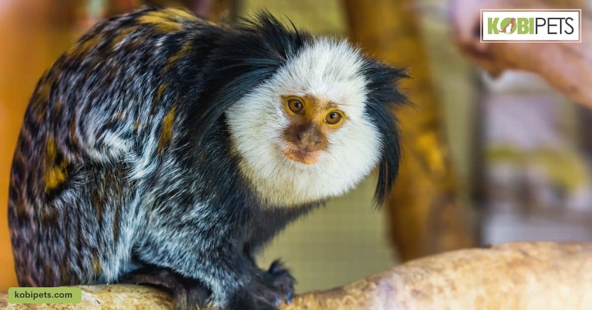 Understanding the Animal's Natural Behaviors and Needs