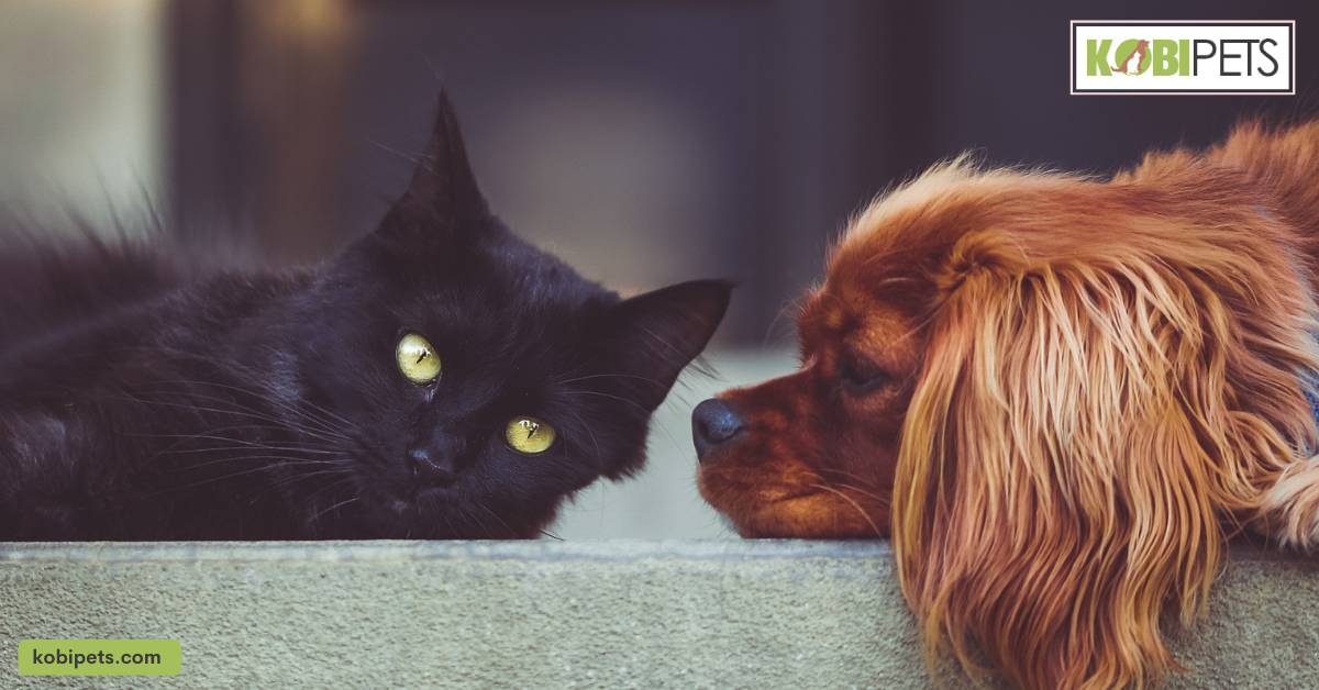 Understanding the Unique Needs of Different Pet Species