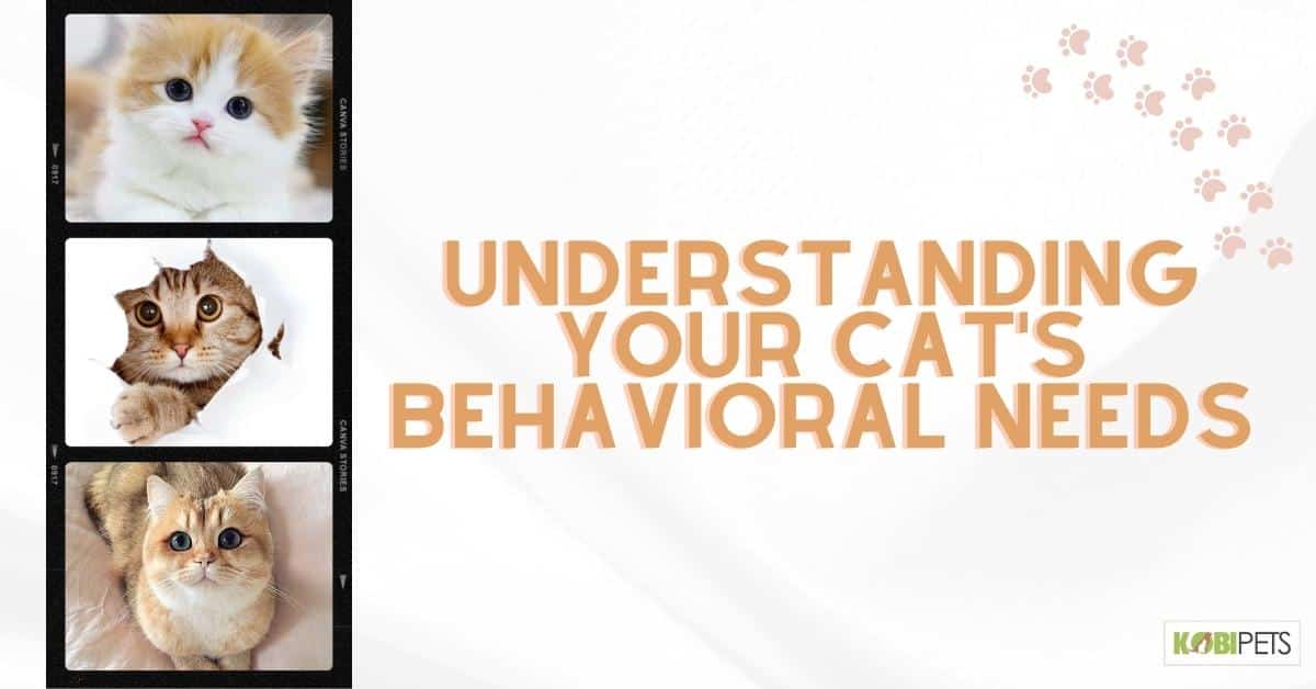 Understanding Your Cat’s Behavioral Needs