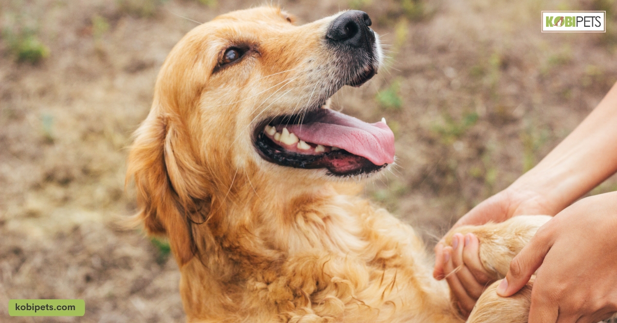 11 Tips and Tricks to Train Your Golden Retriever