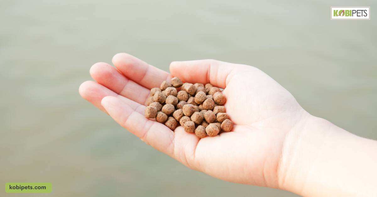 8 Ways To Find Your Missing Aquarium Fish