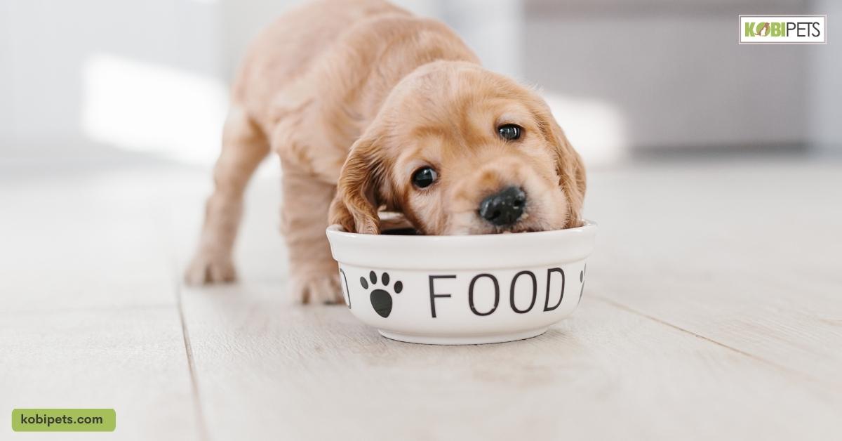 Can Dogs Eat Pasta?