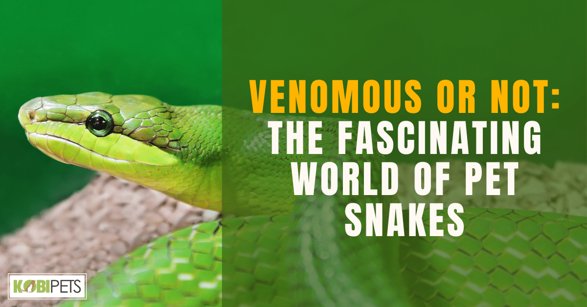 Venomous or Not: The Fascinating World of Pet Snakes