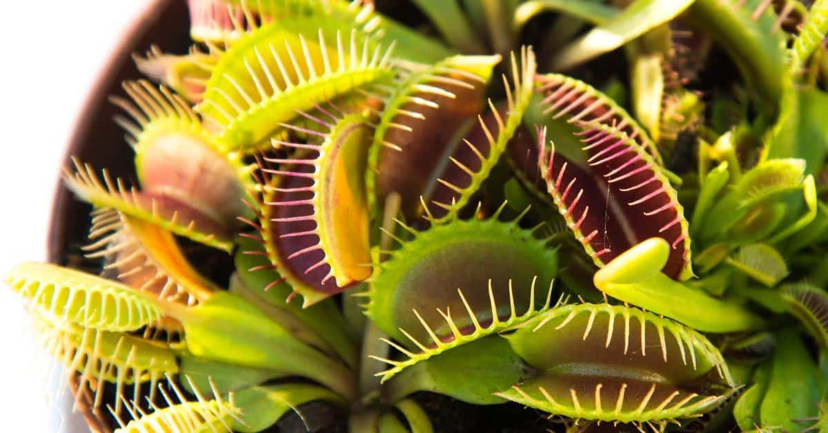 Venus Fly Trap