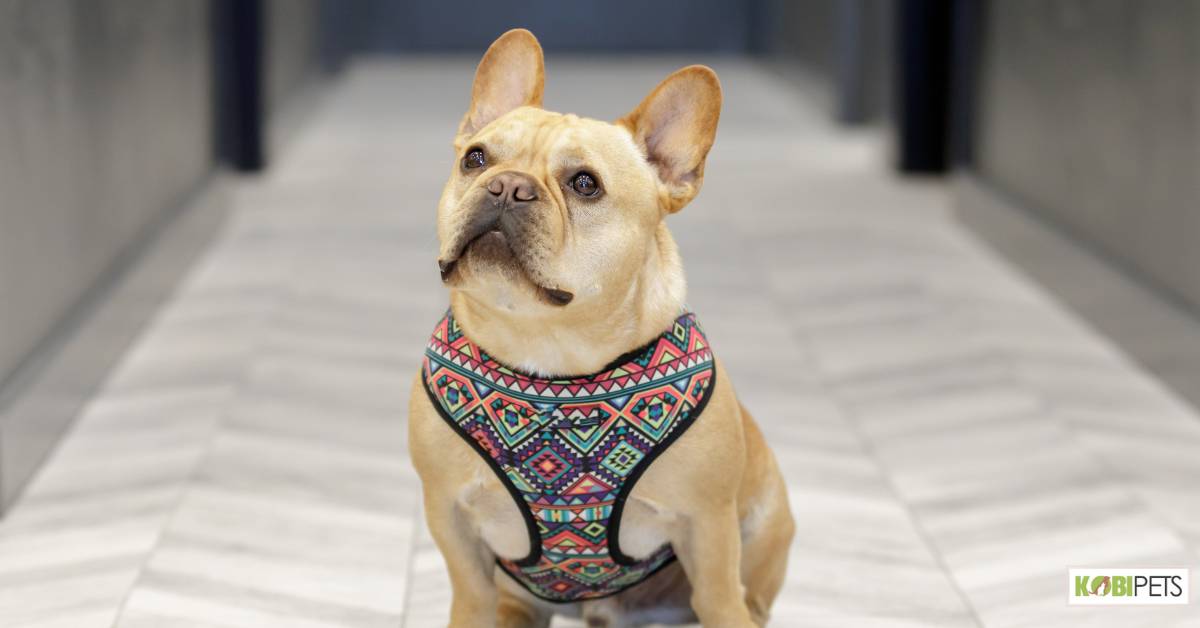 Vest harness