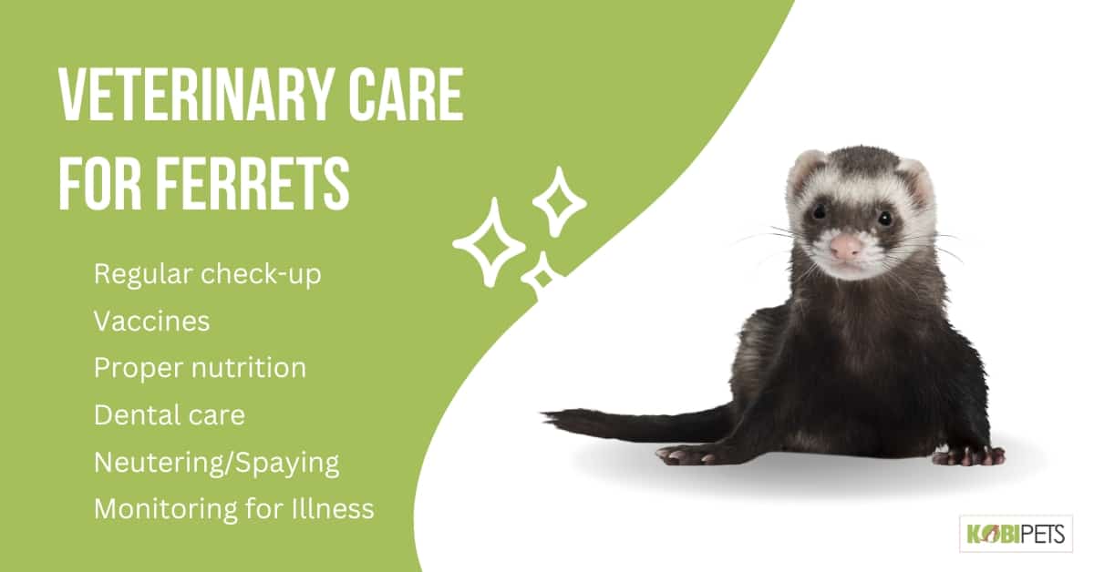Veterinary Care for Ferrets