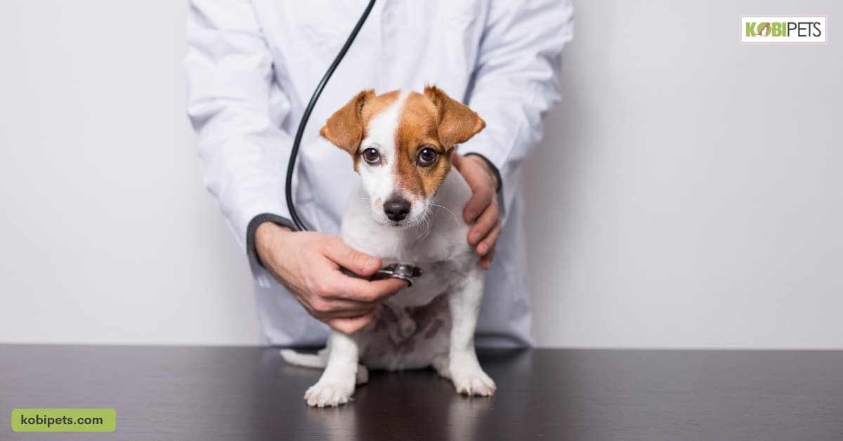 Visit the Vet